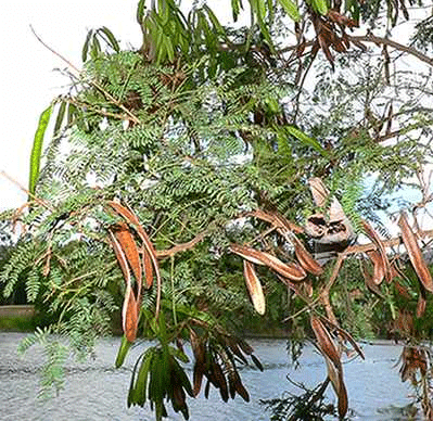 Especies de árboles a sembrar en los potreros en el trópico. - Image 8