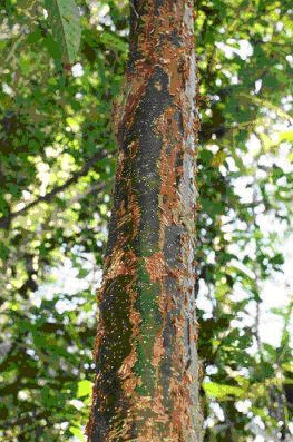 Especies de árboles a sembrar en los potreros en el trópico. - Image 6