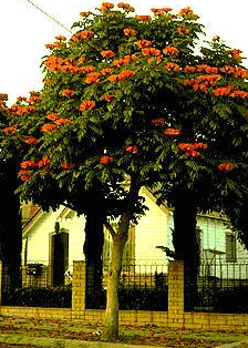 Especies de árboles a sembrar en los potreros en el trópico. - Image 7