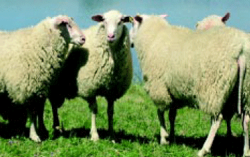Mejora de la eficiencia reproductiva de las majadas. Un desafío posible, necesario e impostergable - Image 5