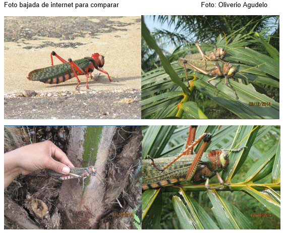 La langosta, Una nueva amenaza en cultivos de palma de aceite - Image 1