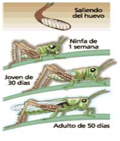 La langosta, Una nueva amenaza en cultivos de palma de aceite - Image 4