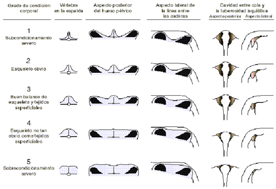 Condición corporal de las vacas lecheras: un método para conocer el estado nutricional de las vacas lecheras y como enfrentar en mejor forma los aspectos reproductivos. - Image 4