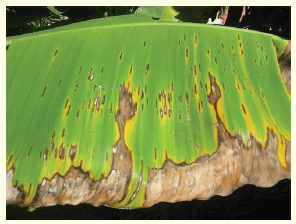 Protocolo de Manejo del Cultivo de Plátano - Image 8