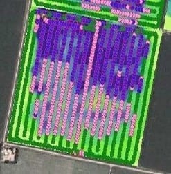 Primer fertilización foliar Variable - Image 2
