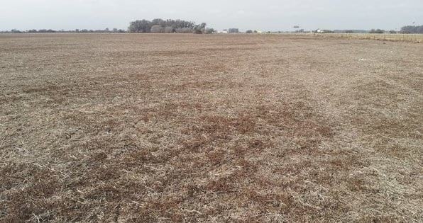 Cómo eficientizar los costos de la lucha contra las malezas - Image 1