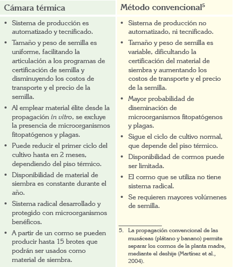Producción de material de ‘siembra’ limpio en el manejo de las enfermedades limitantes del plátano - Image 14