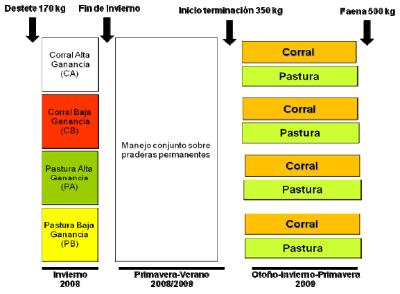 Manejo de la Proteína y Energía de la Recría a la Terminación. ¿Cómo Afectamos la Eficiencia, Performance y el Producto que Logramos? - Image 1