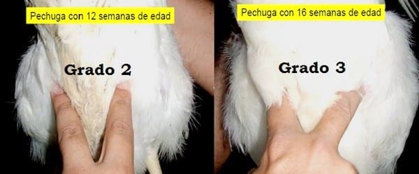 Uniformidad en Gallinas Reproductoras Pesadas - Image 8