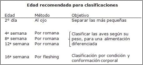 Uniformidad en Gallinas Reproductoras Pesadas - Image 3