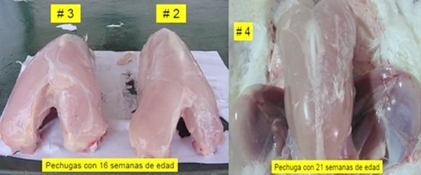 Uniformidad en Gallinas Reproductoras Pesadas - Image 7