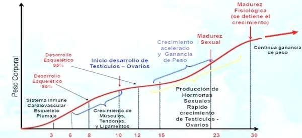 Uniformidad en Gallinas Reproductoras Pesadas - Image 2
