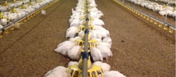 Uniformidad en Gallinas Reproductoras Pesadas - Image 4