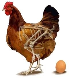 Metabolismo de la vitamina D - Image 6
