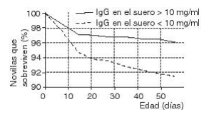 Apuntes de producción lechera: neonatología del ternero - Image 3