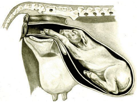 Apuntes de producción lechera: neonatología del ternero - Image 1
