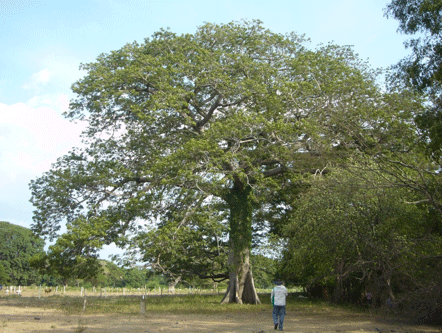 Conservación de los suelos ganaderos: un tema pertinente en tiempos de sequía - Image 8