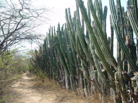Conservación de los suelos ganaderos: un tema pertinente en tiempos de sequía - Image 13