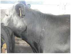 Episodio de actinobacilosis enzootica en un rodeo lechero en sistema pastoril. - Image 2