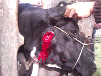 Episodio de actinobacilosis enzootica en un rodeo lechero en sistema pastoril. - Image 3