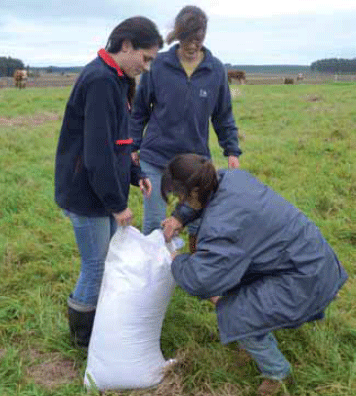 Uso eficiente de la mano de obra: suplementación invernal infrecuente de terneros sobre praderas - Image 11