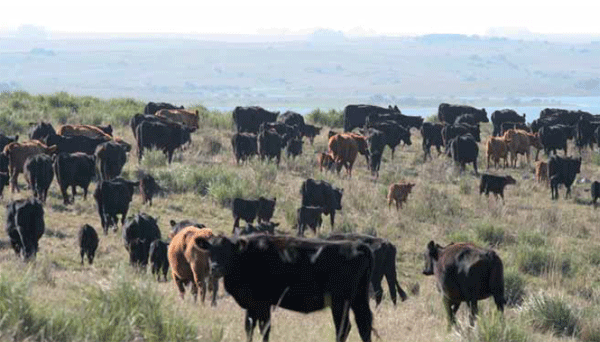 Tecnologías de la información al servicio de la mejora genética Animal: INIA desarrolló software SRGen para la cabaña nacional - Image 4