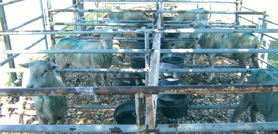 Cooperación Hispano -Uruguaya: Diferenciación y Valorización de la Carne Ovina y Bovina del Uruguay en Europa: Influencia de Sistemas de Producción sobre Bienestar Animal, Atributos Sensoriales, Aceptabilidad y Percepción de Consumidores y Salud Humana - Image 3