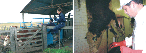 Cooperación Hispano -Uruguaya: Diferenciación y Valorización de la Carne Ovina y Bovina del Uruguay en Europa: Influencia de Sistemas de Producción sobre Bienestar Animal, Atributos Sensoriales, Aceptabilidad y Percepción de Consumidores y Salud Humana - Image 8