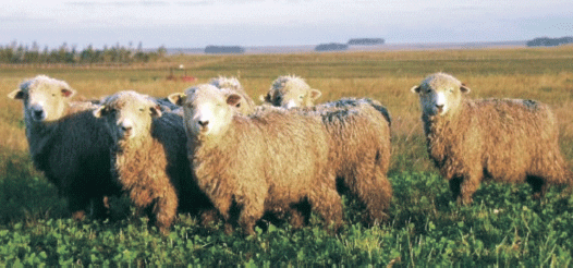 Cooperación Hispano -Uruguaya: Diferenciación y Valorización de la Carne Ovina y Bovina del Uruguay en Europa: Influencia de Sistemas de Producción sobre Bienestar Animal, Atributos Sensoriales, Aceptabilidad y Percepción de Consumidores y Salud Humana - Image 2