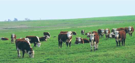 Cooperación Hispano -Uruguaya: Diferenciación y Valorización de la Carne Ovina y Bovina del Uruguay en Europa: Influencia de Sistemas de Producción sobre Bienestar Animal, Atributos Sensoriales, Aceptabilidad y Percepción de Consumidores y Salud Humana - Image 1