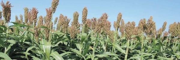 Sorgo, una visión integral en cadena desde su rol de agroalimento directo e indirecto - Image 1