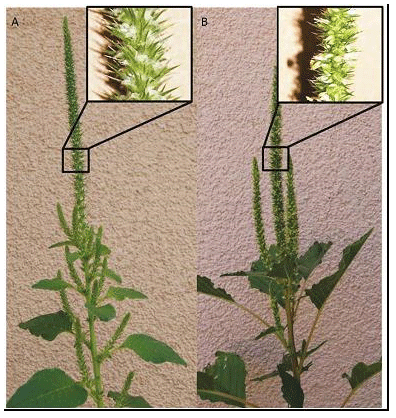 Amaranthus Palmeri S. Watson en el sur de Entre Ríos - Image 2