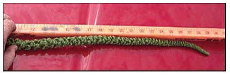 Amaranthus Palmeri S. Watson en el sur de Entre Ríos - Image 10