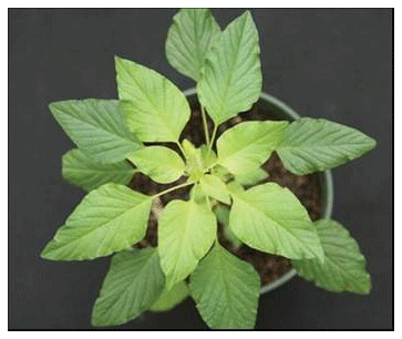 Amaranthus Palmeri S. Watson en el sur de Entre Ríos - Image 11