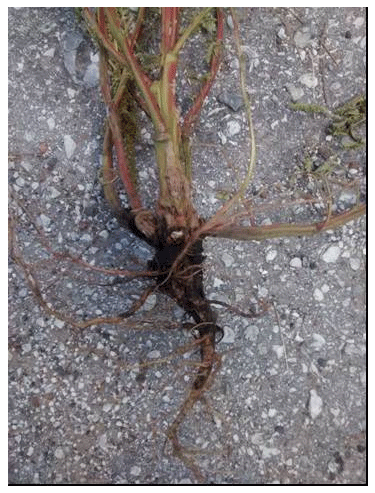 Amaranthus Palmeri S. Watson en el sur de Entre Ríos - Image 7