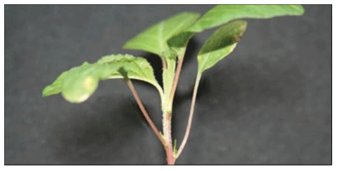 Amaranthus Palmeri S. Watson en el sur de Entre Ríos - Image 6