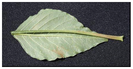 Amaranthus Palmeri S. Watson en el sur de Entre Ríos - Image 8