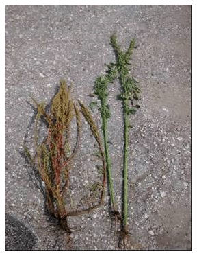 Amaranthus Palmeri S. Watson en el sur de Entre Ríos - Image 5