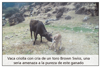 Problemas de salud y producción del vacuno criollo frente al cambio climático - Image 9
