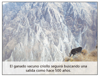 Problemas de salud y producción del vacuno criollo frente al cambio climático - Image 1