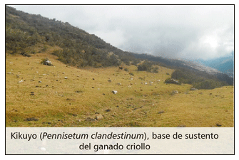 Problemas de salud y producción del vacuno criollo frente al cambio climático - Image 11