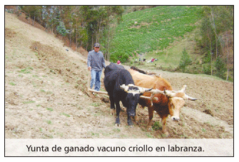 Problemas de salud y producción del vacuno criollo frente al cambio climático - Image 8