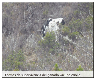 Problemas de salud y producción del vacuno criollo frente al cambio climático - Image 13