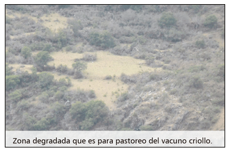 Problemas de salud y producción del vacuno criollo frente al cambio climático - Image 10
