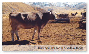 Tambo Queque Norte:donde la altitud y la ganadería tecnificada conviven - Image 6