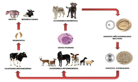 Neosporosis bovina: un problema ganadero aún vigente - Image 1