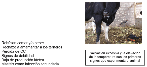 Estomatitis vesicular: enfermedad confundible con fiebre aftosa en el Perú - Image 10