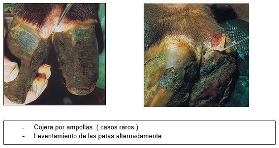 Estomatitis vesicular: enfermedad confundible con fiebre aftosa en el Perú - Image 12