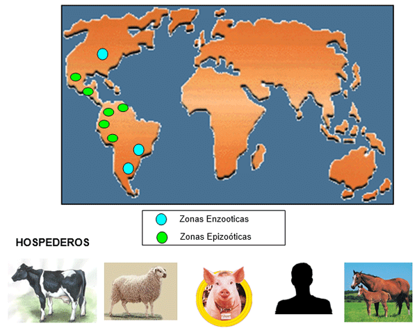 Estomatitis vesicular: enfermedad confundible con fiebre aftosa en el Perú - Image 6