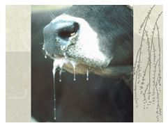 Estomatitis vesicular: enfermedad confundible con fiebre aftosa en el Perú - Image 8